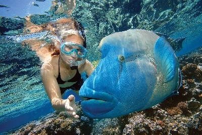 -AAT_RM Snorkeller & Maori Wrasse.jpg